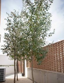 Imagen secundaria 2 - Entrada al recinto interior de la casa, donde se observa la acequia; detalle de las celosías en la parte superior; y chopos característicos de la Vega. 