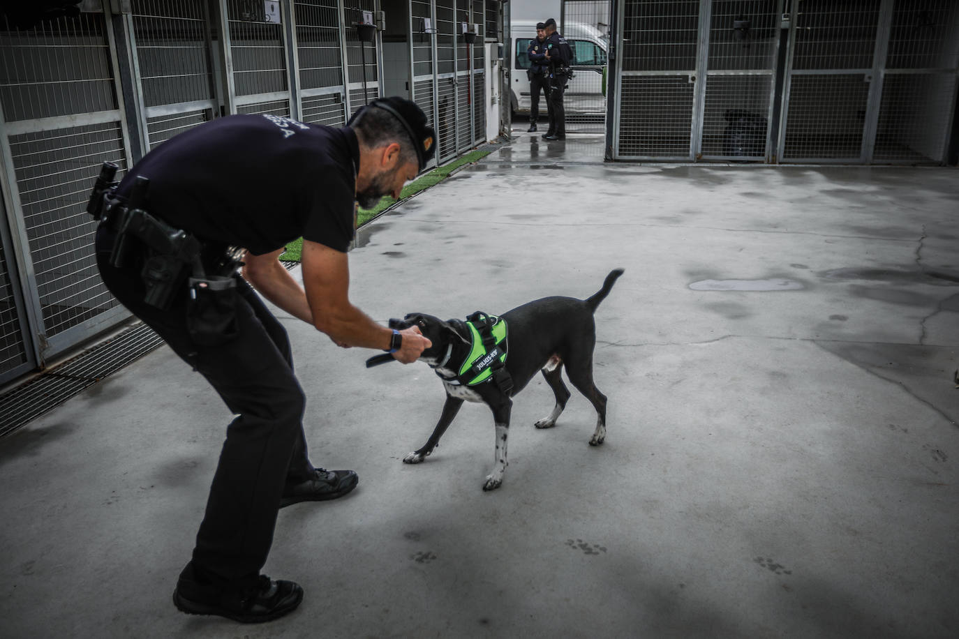 Antonio Ordóñez juega con Hermes. 