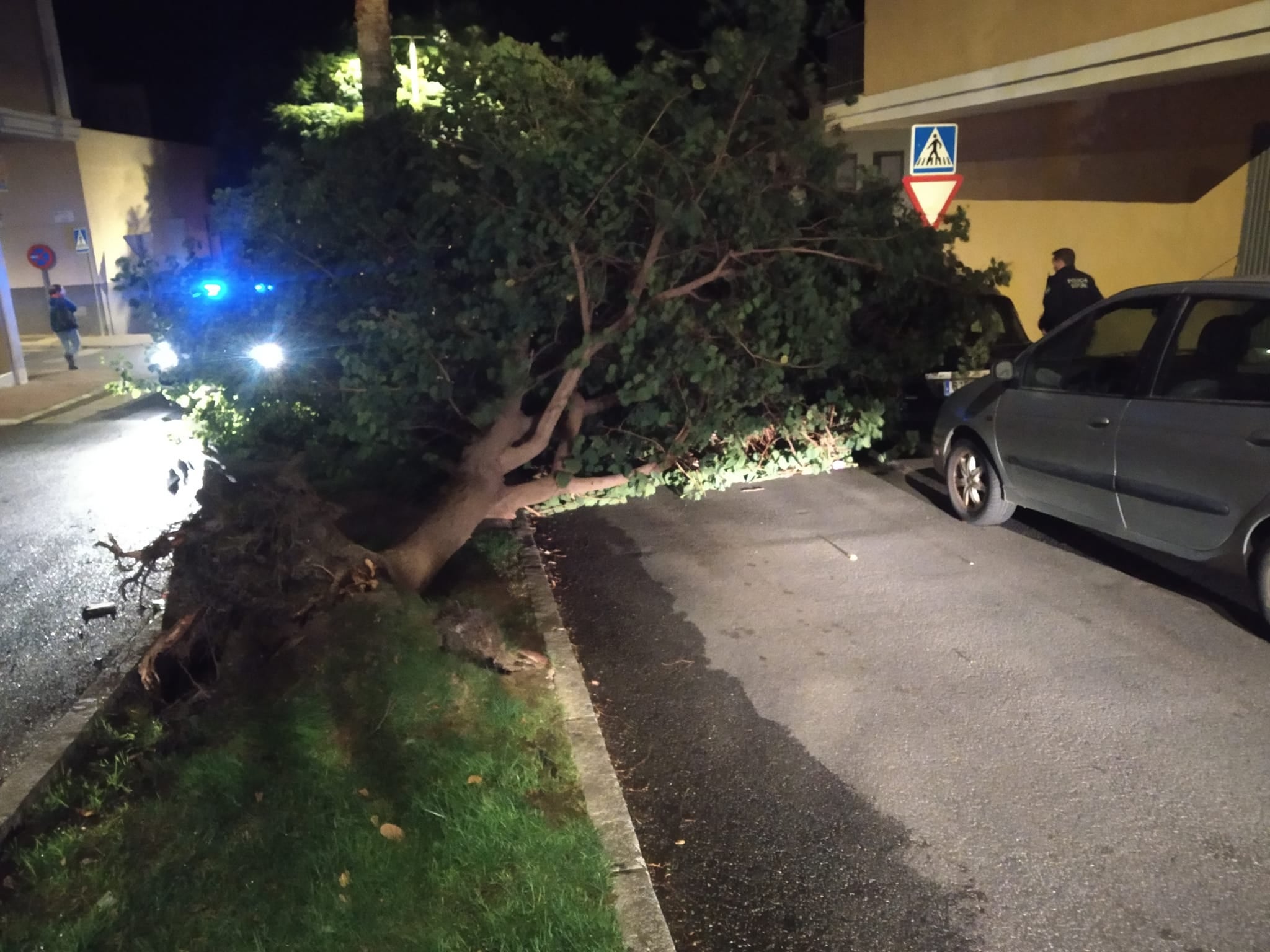 Otro árbol cáido en Motril. 