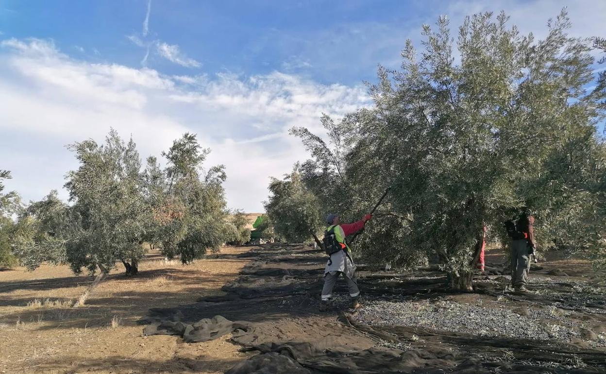 Recolección de la acetiuna en la actual campaña. 