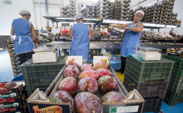 Las instalaciones de Frutas Los Cursos en Almuñécar. 