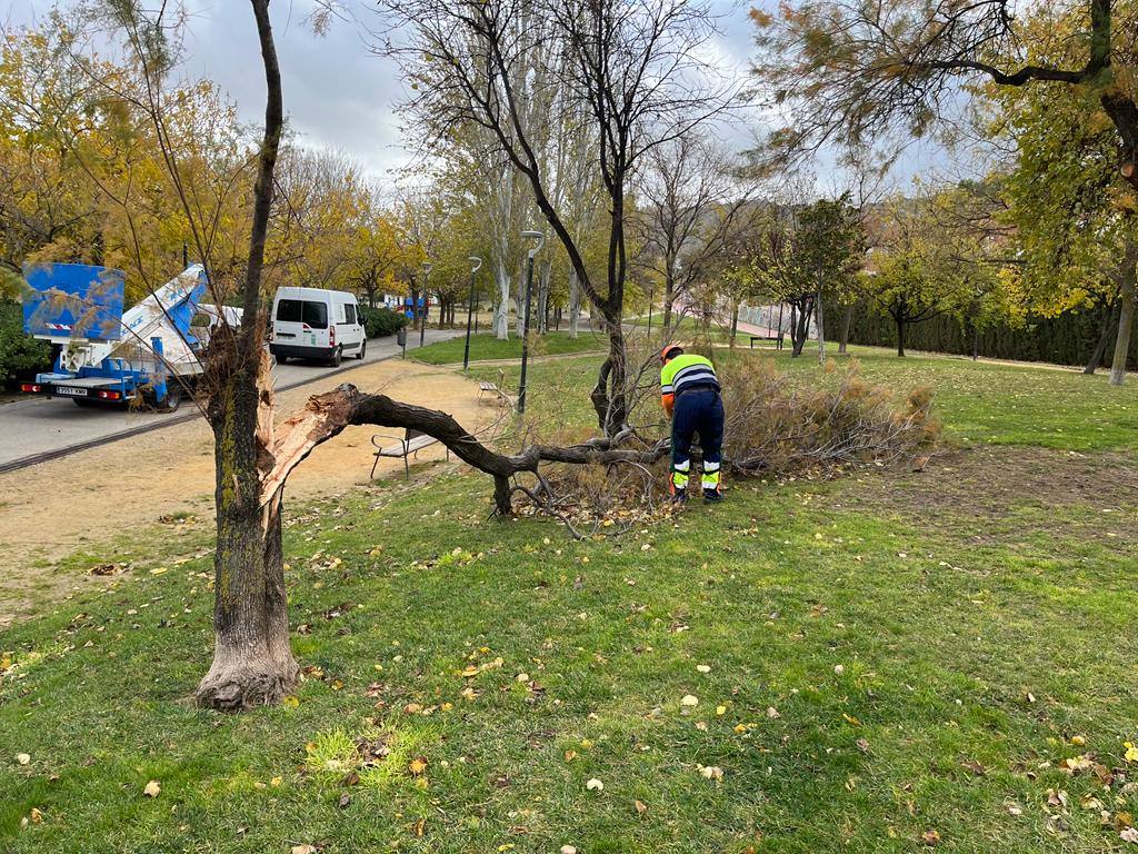 Árbol destroncado en Fuente de la Mimbre. 