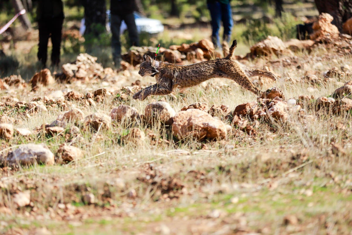 La Junta pone en libertad a dos machos y tres hembras para repoblar la Sierra de Arana