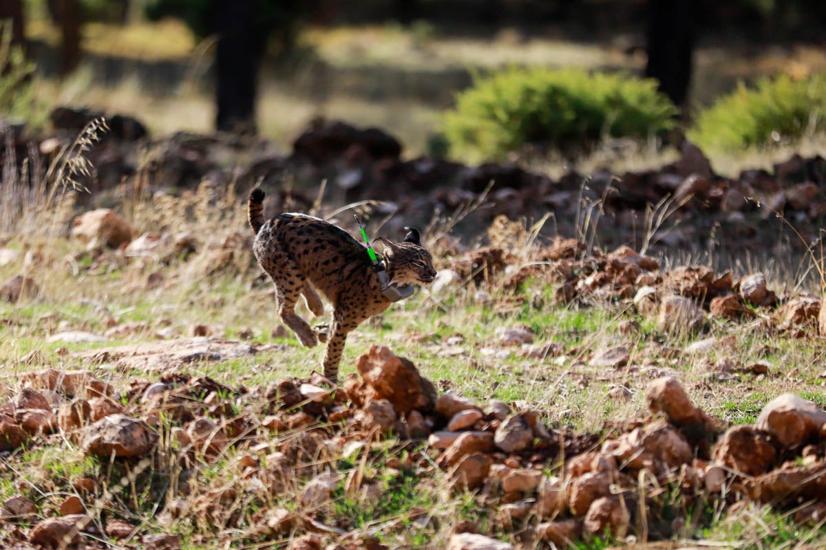 La Junta pone en libertad a dos machos y tres hembras para repoblar la Sierra de Arana