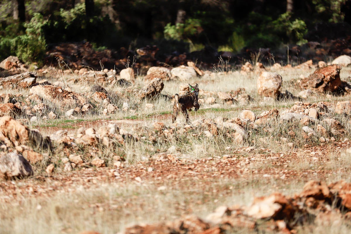 La Junta pone en libertad a dos machos y tres hembras para repoblar la Sierra de Arana