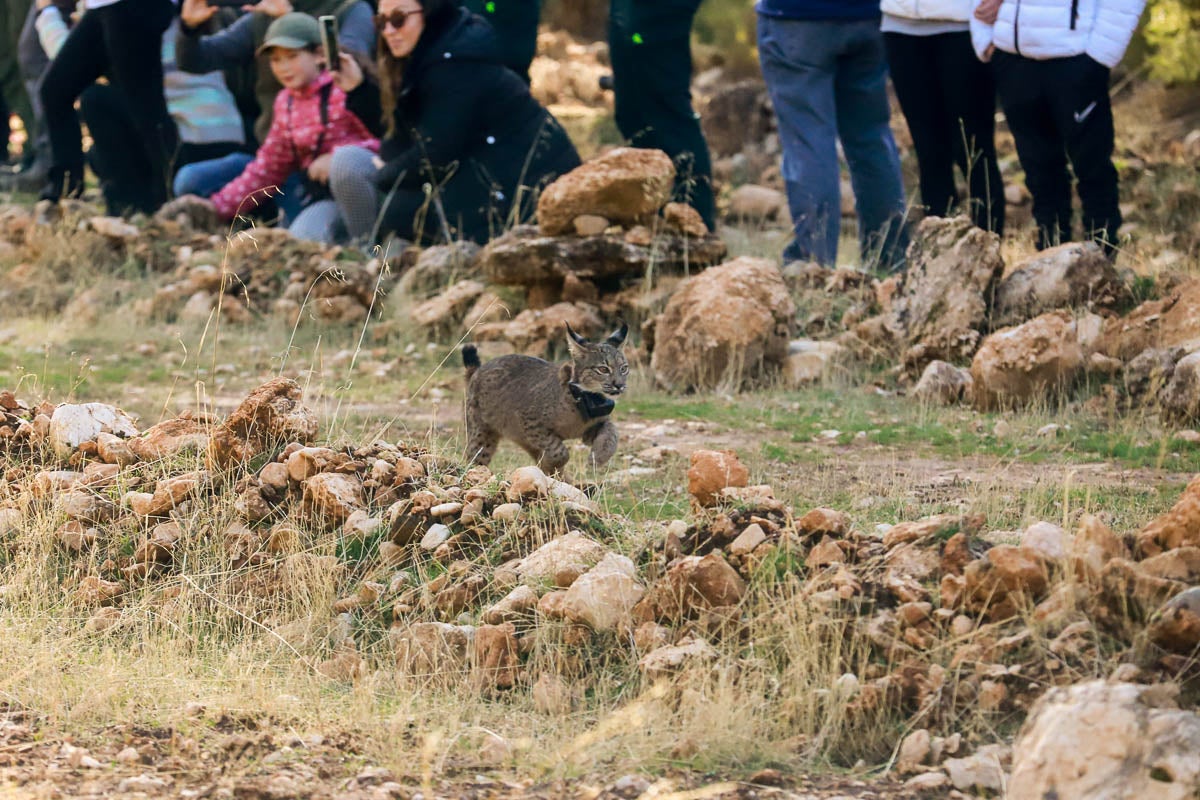 La Junta pone en libertad a dos machos y tres hembras para repoblar la Sierra de Arana