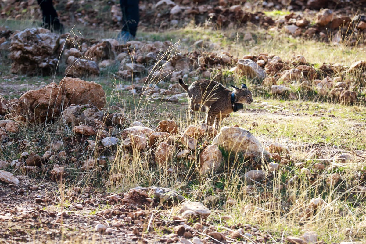 La Junta pone en libertad a dos machos y tres hembras para repoblar la Sierra de Arana