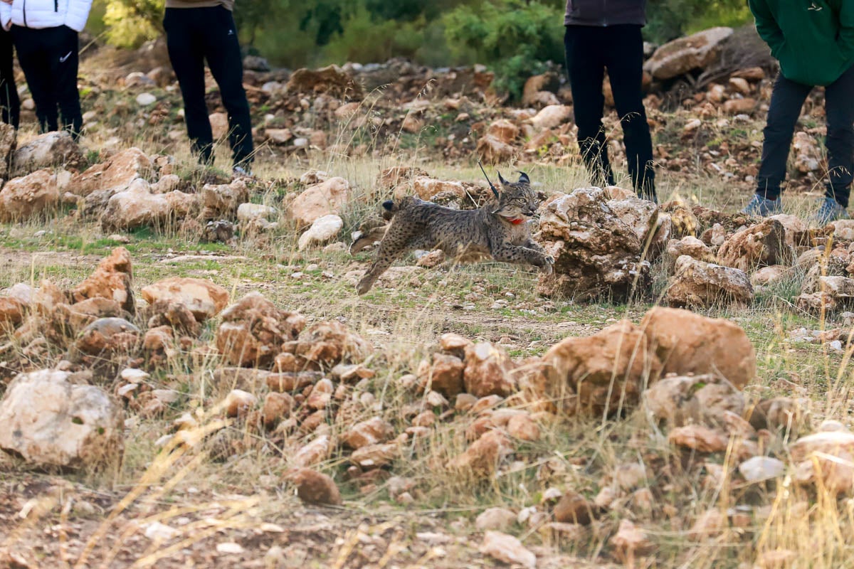 La Junta pone en libertad a dos machos y tres hembras para repoblar la Sierra de Arana