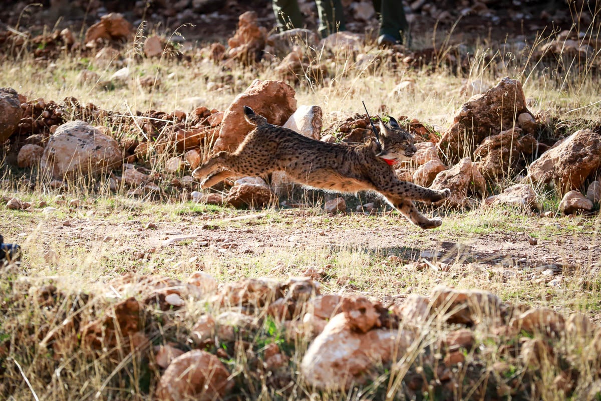 La Junta pone en libertad a dos machos y tres hembras para repoblar la Sierra de Arana