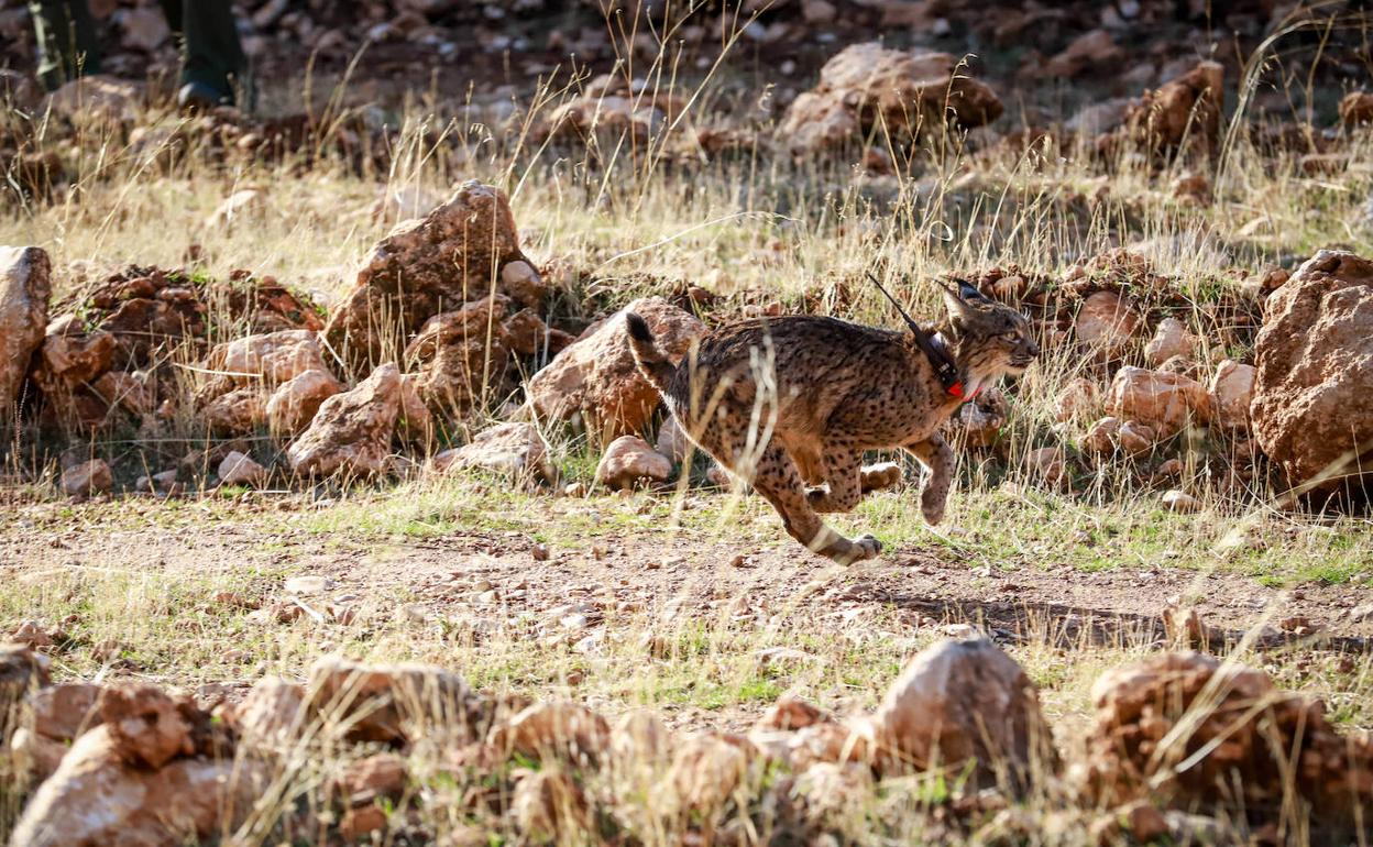 Así se eligieron a los linces para garantizar el éxito de la repoblación en Granada