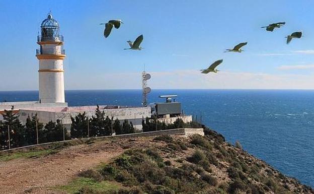 Un grupo de garzas reales sobrevuela el faro de Sacratif, situado en un espacio natural privilegiado y el punto idóneo para observar los pasos migratorios del otoño.