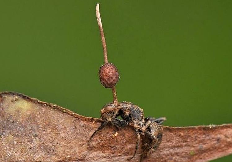 Insecto infectado por el hongo Cordyceps.