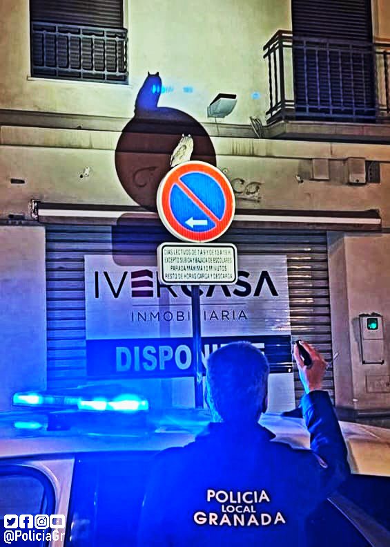 El misterio del impasible búho que apareció en el centro de granada | ideal