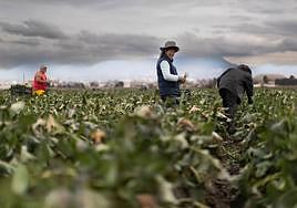 Una finca sembrada de bimis, uno de los cultivos alternativos que han surgido en los últimos años en la vega de Granada.