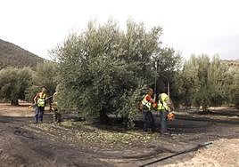 Recogida de aceituna en esta campaña.