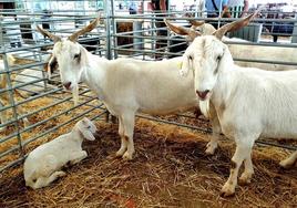 Muestra de cabra blanca andaluza en ExpoHuelma 2022.