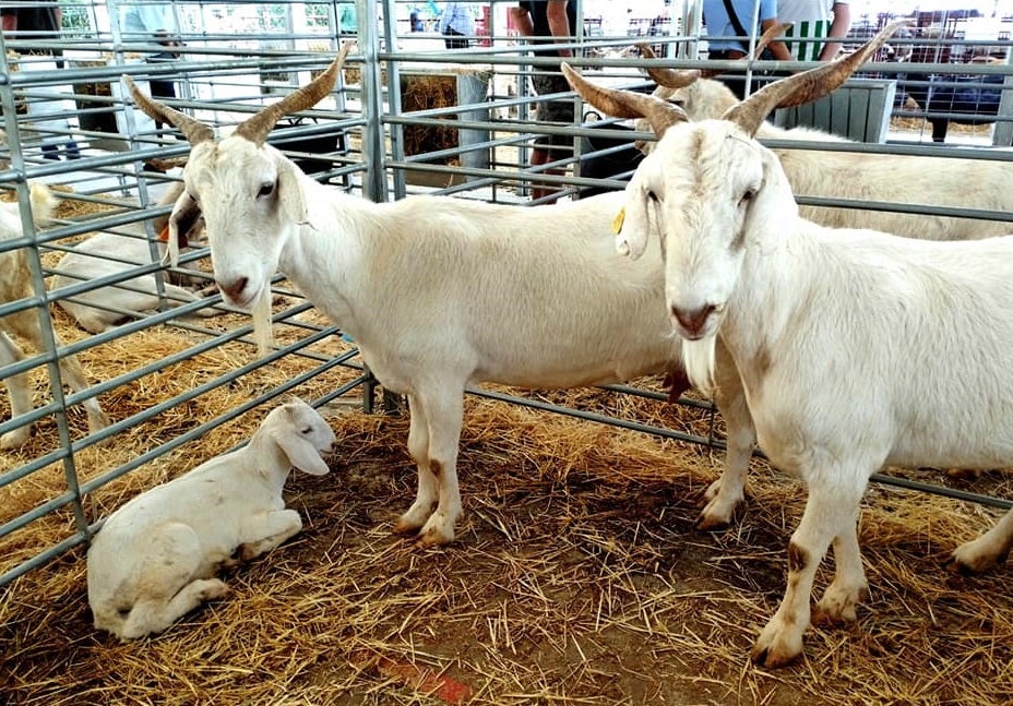 Muestra de cabra blanca andaluza en ExpoHuelma 2022.