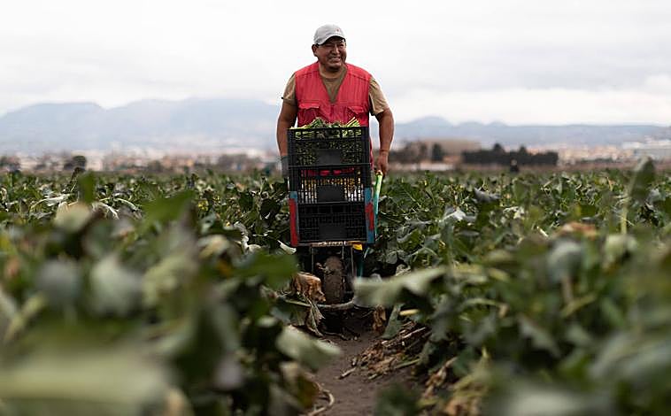 Imagen principal - La empresa granadina que triunfa en Reino Unido con los bimis de la vega