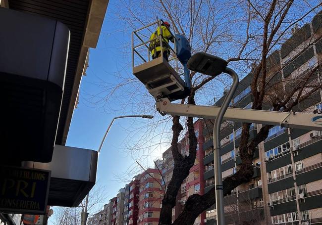 Poda en los árboles de la avenida de Andalucía.