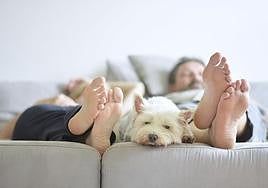 Nuevas multas por dejar mascotas en casa sin supervisión o en la terraza