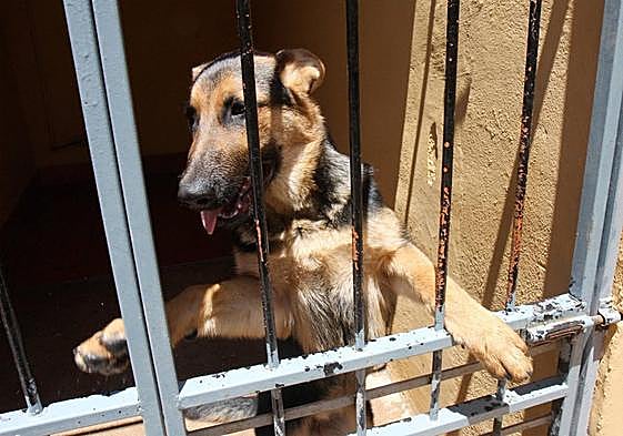 Lista de animales que deberían ser esterilizados según la nueva ley de bienestar animal.