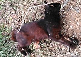 Uno de los felinos localizados.