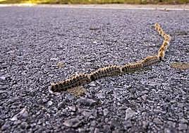 La oruga procesionaria avanza en cadena por el suelo.