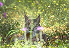 Suelta de lince reciente en una imagen de archivo.