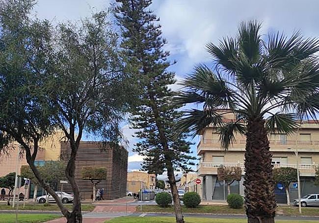 Pino de Cook en El Ejido.