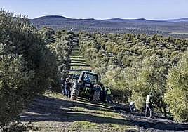 Imagen de archivo de un tajo de aceituna, en la provincia.