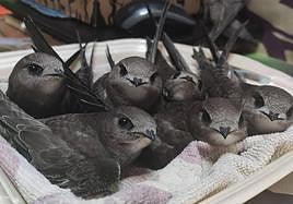 Vencejos rescatados en Almería.