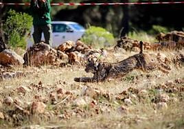 Una suelta de linces en Sierra Arana.