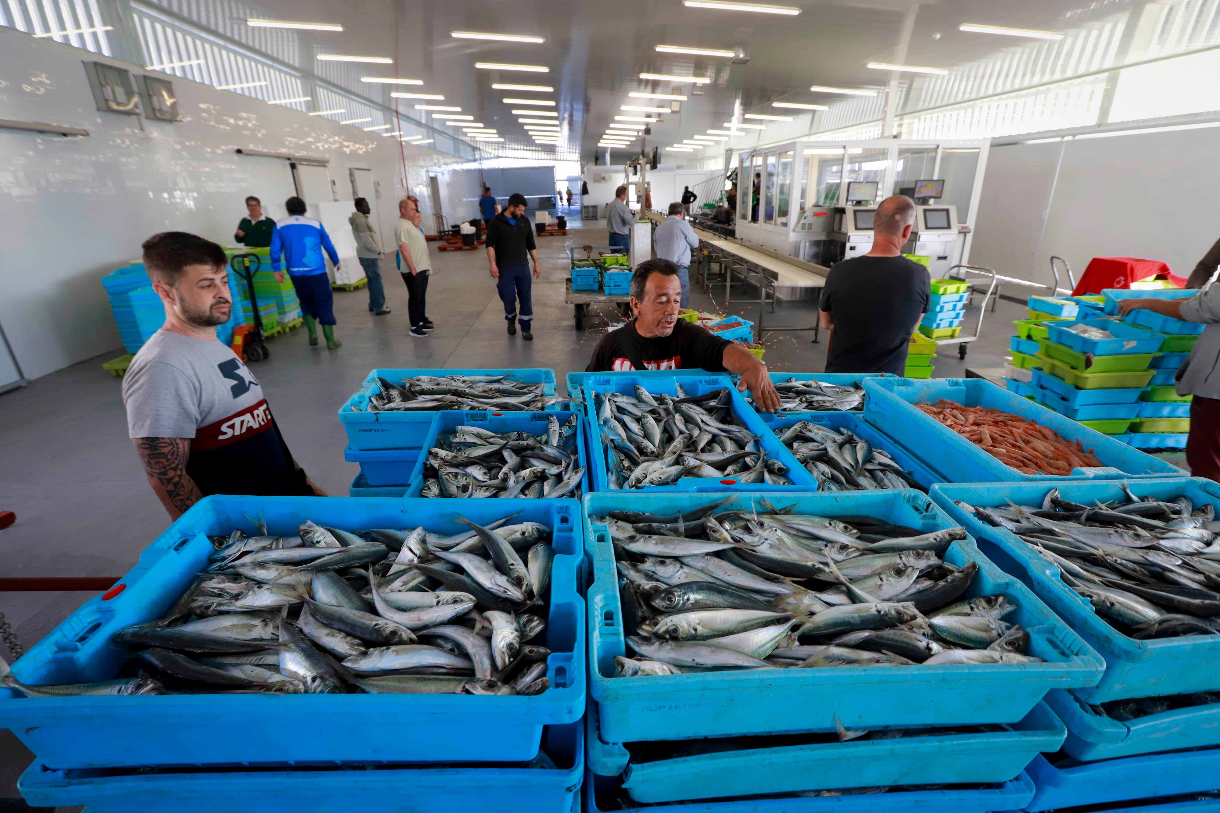 La nueva lonja de Motril desde dentro