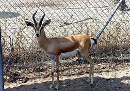 La Estación de Zonas Áridas estudia su traslado a una finca de 100 hectáreas en Tabernas
