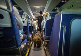 Un perro de la Policía Local de Granada junto con su guía vigilan un bus de línea.