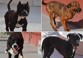 Los animales invisibles del Centro Zoosanitario de Almería.