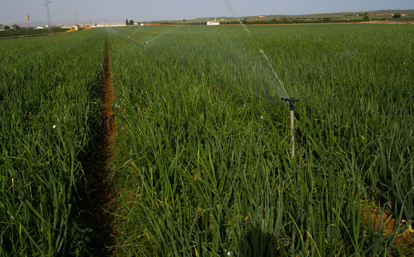 Plantación de cebollas en una imagen de archivo.