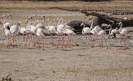 La Cañada de los Pájaros de Doñana peligra a causa de la falta de agua, agravada por los riegos irregulares.