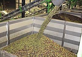 Aceitunas en una almazaras.