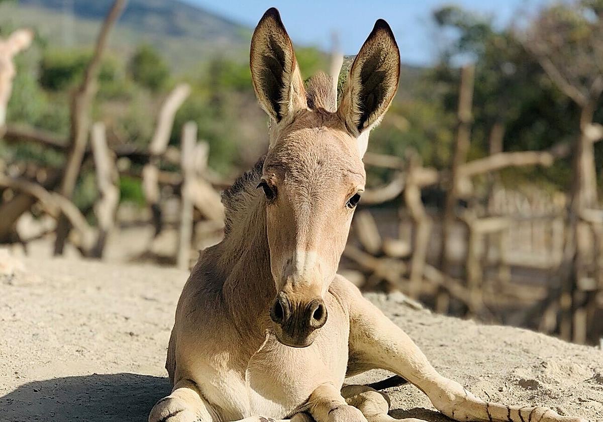 Nace en Oasys MiniHollywood uno de los animales más amenazados de África