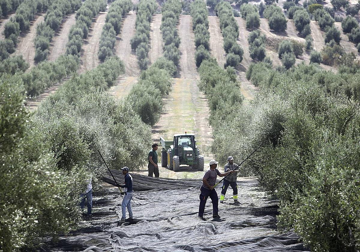 Recogida de la aceituna en Baeza, en una fotografía de archivo.