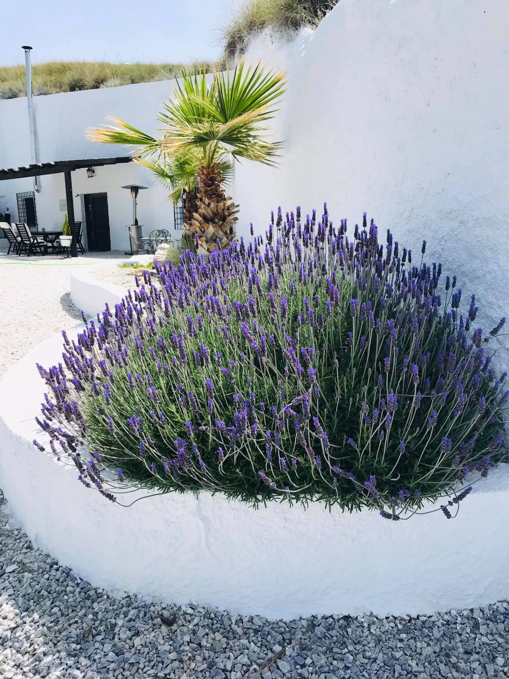 Vegetación ornamental.