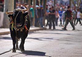 Uno de los 'toros ensogaos' en los festejos de 2022 en Beas de Segura.