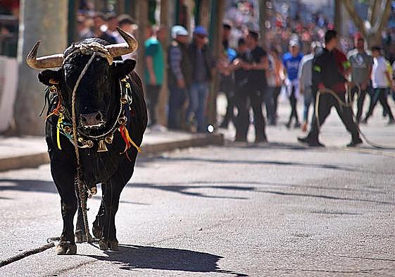 Uno de los 'toros ensogaos' en los festejos de 2022 en Beas de Segura.