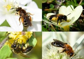 Ejemplos de abejas mineras, protagonistas del estudio de CSIC.