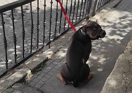 Uno de los perros por los que se ha multado en la capital jienense.