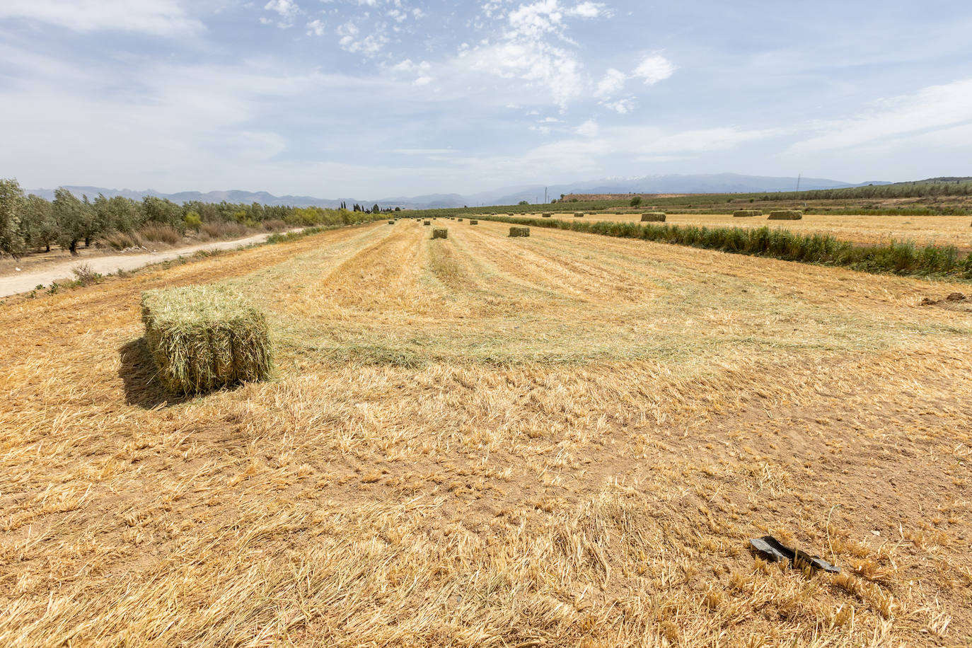 Campos de cereales secos en la vega de Granada.