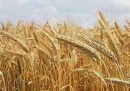 «No hay cereal para alimentar al ganado»