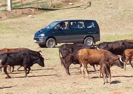 Imagen secundaria 1 - Arriba: Los socios de ATA atienden a las explicaciones de Samuel Flores. En el centro, algunos visitantes observan a los toros en el campo. Abajo, Samuel Flores y Julio Gómez se intercambian detalles.