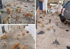 Gatos en la Rambla del Agua, aldea de Granada.